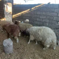 ۴ عدد گوسفند|حیوانات مزرعه|اهواز, علی آباد|دیوار
