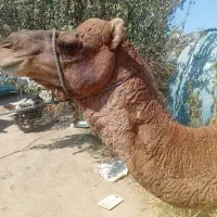 لوک سواری‌ومهاری‌مناسب‌گله‌شیش‌دندان‌رودباری‌اصیل|حیوانات مزرعه|خاش, |دیوار