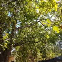 گردو زنی(گردو تکانی)