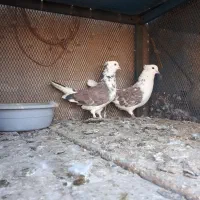 بیست جفت نروماده دهنجور همه چی تموم