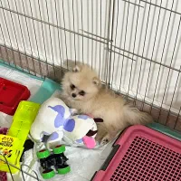 توله پامرانین خرسی سفید ماده|سگ|بندر انزلی, کلیور|دیوار