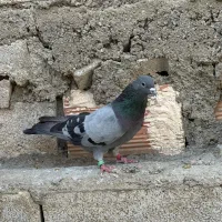 فروش کفتر فقط یک جا|پرنده|ماکو, |دیوار