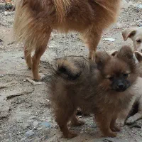 سگ پامرین|سگ|بیستون, |دیوار