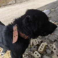 سگ قدرجونی|سگ|شیراز, میانرود|دیوار