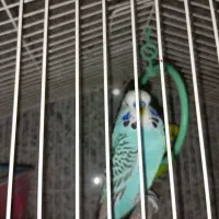 معاوضه مرغ عشق انگلیسی با مینا ماده|پرنده|تهران, بهمن یار|دیوار