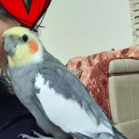 عروس هلندی گم شده