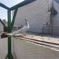 کبوتر پاکستانی معامله با مرغ عشق یا کبوتر رنگی|پرنده|چابهار, |دیوار