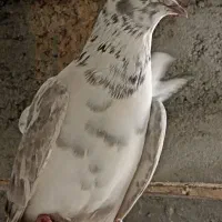 کبوتر کله دمسبز|پرنده|یزد, |دیوار