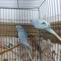 جفت مرغ عشق رینبو و سرلاکی  پروانه ای|پرنده|ایرانشهر, |دیوار