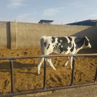 گوساله پرواری آماده فروش