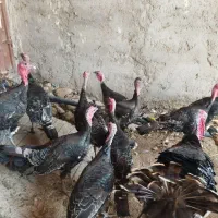 مرغ|حیوانات مزرعه|زهک, |دیوار