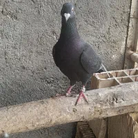 دوتا نر پلاکی