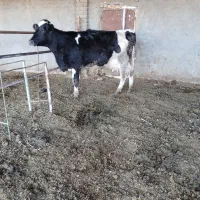 گاوتلیسه شکم اول