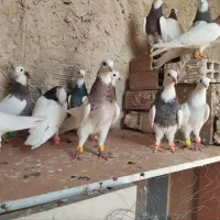 کبوتر کفتر طوقی و کربلایی و سینه سیاه