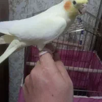 عروس هلندی لوتینو اهلی|پرنده|شوط, |دیوار