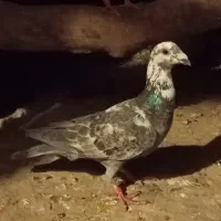 کبوتر‌|پرنده|کوه چنار, |دیوار