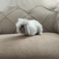 بچه خرگوش لوپ اصل|موش و خرگوش|تربت جام, حافظ|دیوار