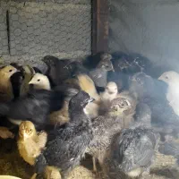 فروش جوجه محلی اصیل صددرصد کرچ شو ۶ روزه|حیوانات مزرعه|آمل, |دیوار