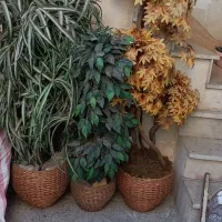 سه عدد دختچه سالم و تمیز
