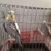 ۱ جفت طوطی عروس|پرنده|اقبالیه, |دیوار