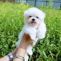 سگ مالتیز اصیل