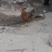 حیوانات مزرعه