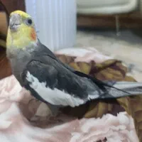 عروس هلندی نر|پرنده|زنجان, |دیوار