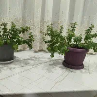 گل ژاپنی آپارتمانی
