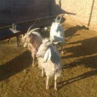 سه عدد بره ۱عدد بز ۱عدد نربز ۱عدد بزغاله نر|حیوانات مزرعه|جوادآباد, |دیوار