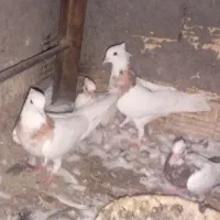 با سلام 20عدد کبوتر کسی خاست در خدمتیم