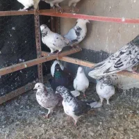 چاقو کفتری|ابزارآلات|قم, انسجام|دیوار