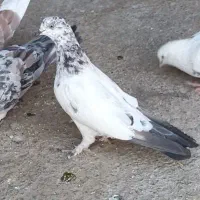 کبوتر پرشی