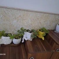 گلدان بزرگ سفالی|گل و گیاه طبیعی|قم, زنبیل آباد|دیوار