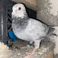 کبوتر پلاکی