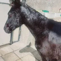 فروش فوری کره اسب سیاه