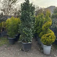 گیاهان زینتی فضای باز برای باغ ، ویلا و حیاط