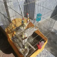 حیوان|پرنده|صباشهر, |دیوار