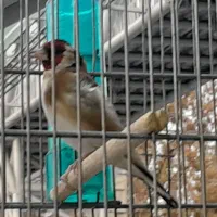 سهره گل قفل