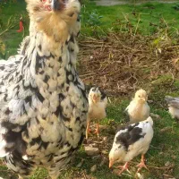 مرغ گلین  قلم سیاه خال  خالی ریشو باجوجه