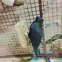 کبوتررنگی قزوینی|پرنده|کرخه, |دیوار