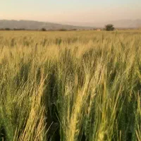 اجاره یکساله زمین کشاورزی روستای سنا|اجارهٔ دفتر صنعتی، کشاورزی، تجاری|شنبه و طسوج, |دیوار