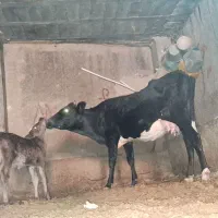 گاوگلپایگانی تازه زا