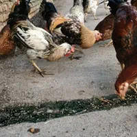 خروس و‌ مرغ جوان محلی