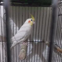 عروس هلندی نر رام و دستی