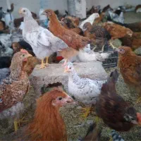 دوتا نیمچه مرغ