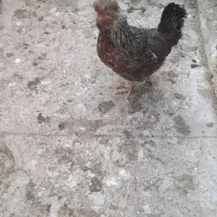 تخم مرغ گلین نطفه دار|حیوانات مزرعه|ری, ظهیرآباد|دیوار