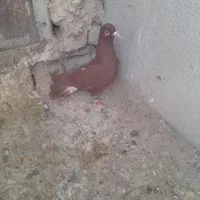 نر سرخ کرمونی|پرنده|تربت‌حیدریه, بالا ولایت|دیوار