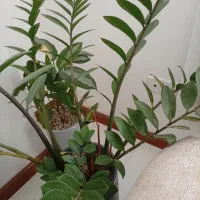 سه عدد گل با گلدان شیک و یک رنگ .|گل و گیاه طبیعی|کرمان, |دیوار