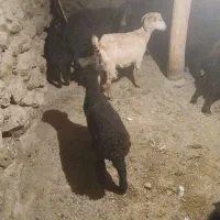 گوسفند|حیوانات مزرعه|ایجرود, |دیوار