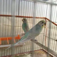 مرغ عشق رنگین کمانی با دو جوجه